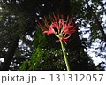 赤く細長い花びらが目を引く彼岸花。暗い森の中で、その鮮やかな色が際立っています。 131312057