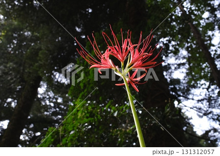 赤く細長い花びらが目を引く彼岸花。暗い森の中で、その鮮やかな色が際立っています。 赤く細長い花びらが目を引く彼岸花。暗い森の中で、その鮮やかな色が際立っています。 131312057