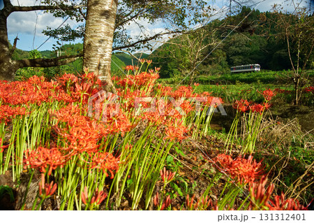 秋の智頭急行 131312401