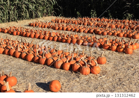 カリフォルニア秋の人気イベント ハロウィンとパンプキン畑 131312462