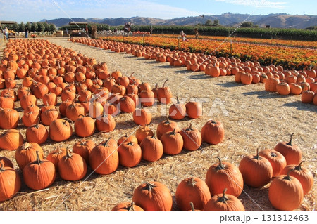 カリフォルニア秋の人気イベント ハロウィンとパンプキン畑 131312463