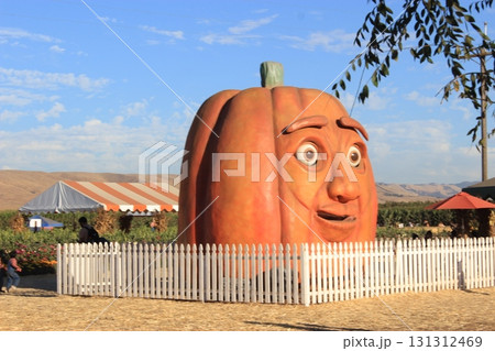 カリフォルニア秋の人気イベント ハロウィンとパンプキン畑 131312469