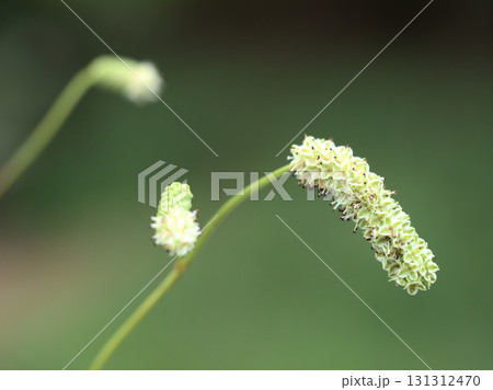 9月に咲いたナガボノシロワレモコウの白い花 9月に咲いたナガボノシロワレモコウの白い花 131312470