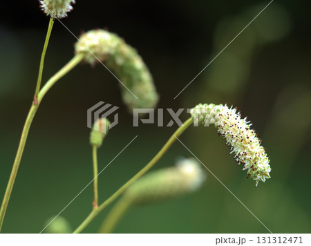 9月に咲いたナガボノシロワレモコウの白い花 9月に咲いたナガボノシロワレモコウの白い花 131312471