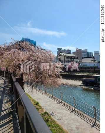 河原に咲いた美しい桜 131312549