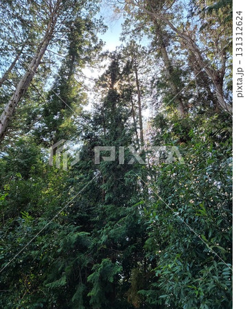 早朝の林 131312624