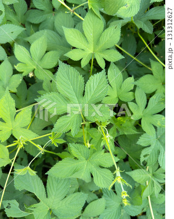 カナムグラ(秋の花粉症の原因植物) 131312627