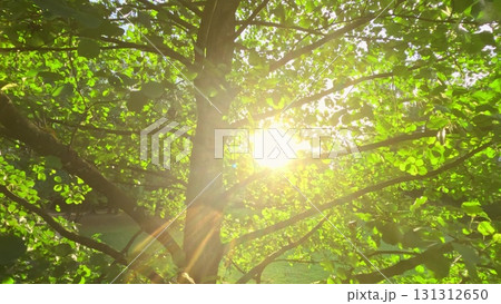 Tree trunk and green foliage with bright sunlight shining through the leaves. Peaceful summer nature scene with natural sun flares 131312650