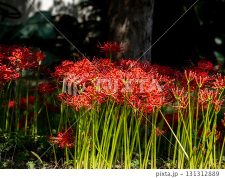 彼岸花(曼珠沙華) 彼岸花(曼珠沙華) 131312889