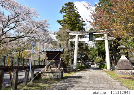 大津市　三尾神社と満開桜 131312942