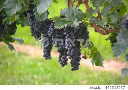 ワインナリー 131312967