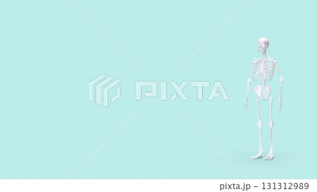 The Skelton on Blue Background for education or sci concept 3d rendering. 131312989