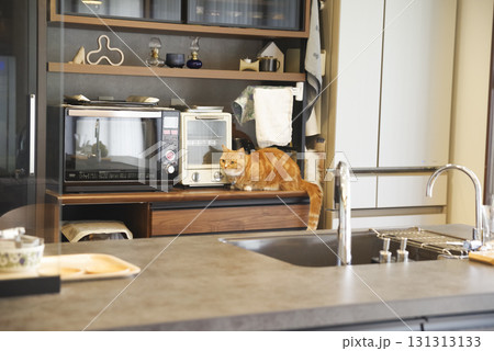 おしゃれなキッチンとまったりする猫 おしゃれなキッチンとまったりする猫 131313133