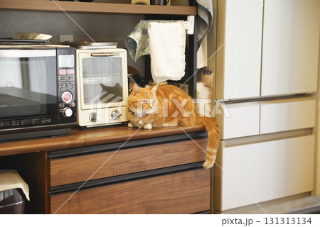 おしゃれなキッチンとまったりする猫 おしゃれなキッチンとまったりする猫 131313134