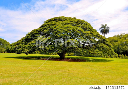 モンキーポッド 131313272