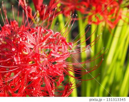 赤い彼岸花 赤い彼岸花 131313345