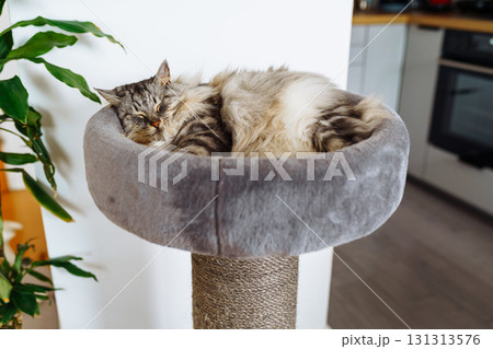 domestic cat sleeping on cat tree scratching post 131313576