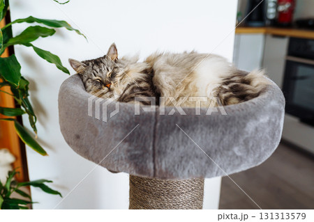 domestic cat sleeping on cat tree scratching post domestic cat sleeping on cat tree scratching post 131313579