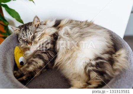 domestic cat sleeping on cat tree scratching post 131313581