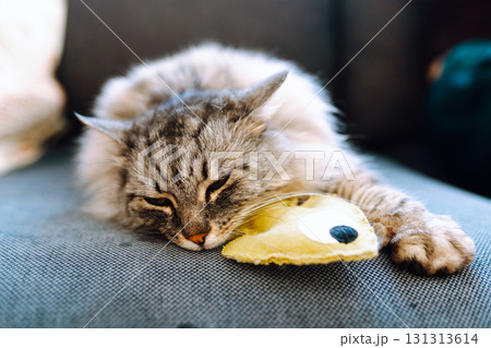 Portrait fluffy gray cat lying on sofa with favorite toy fish 131313614