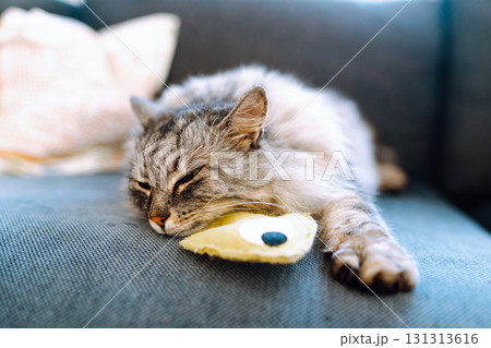Portrait fluffy gray cat lying on sofa with favorite toy fish 131313616