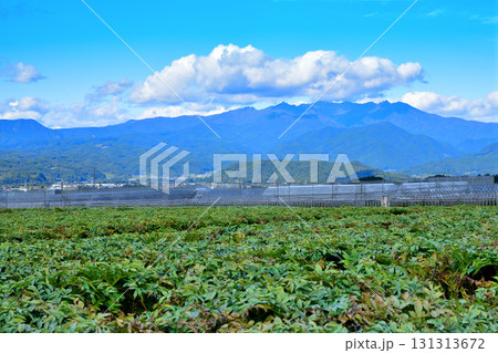 尾瀬の山並が見えるコンニャク畑　高原野菜　赤城高原　昭和村 131313672