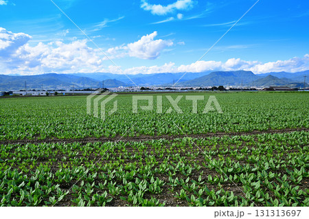 上越の山並 赤城高原の野菜畑からの風景 昭和村 上越の山並 赤城高原の野菜畑からの風景 昭和村 131313697