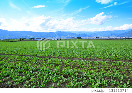 上越の山並 赤城高原の野菜畑からの風景 昭和村 上越の山並 赤城高原の野菜畑からの風景 昭和村 131313714