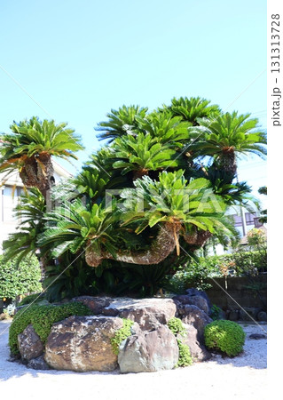 光明寺、庭の大きなソテツ 131313728