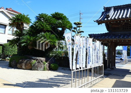 光明寺、庭の大きなソテツ 131313729