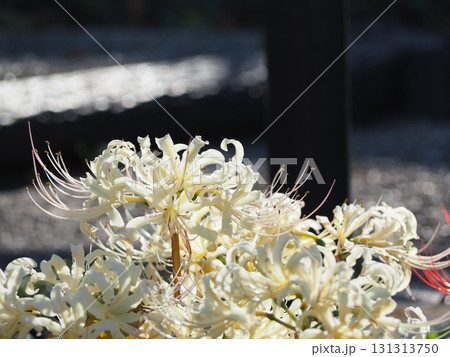 白い彼岸花 131313750