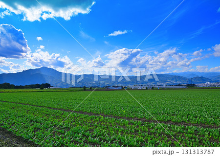 赤城高原の野菜畑からの風景 昭和村 赤城高原の野菜畑からの風景 昭和村 131313787