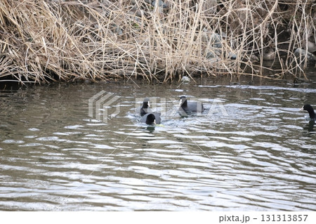 葉を食べるオオバン 葉を食べるオオバン 131313857