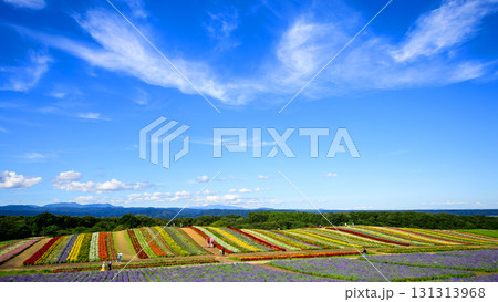 大空と美しい花畑 やくらいガーデン快晴の日 宮城県 大空と美しい花畑 やくらいガーデン快晴の日 宮城県 131313968