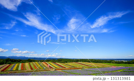 大空と美しい花畑　やくらいガーデン快晴の日　宮城県 131313981