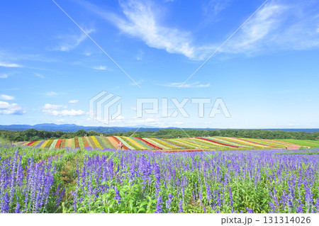 爽やかな花畑と大空　やくらいガーデン　宮城県 131314026