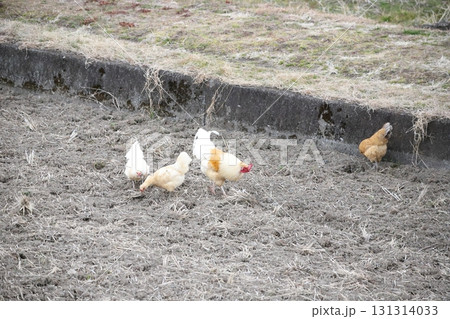 畑で餌を食べているニワトリ 131314033