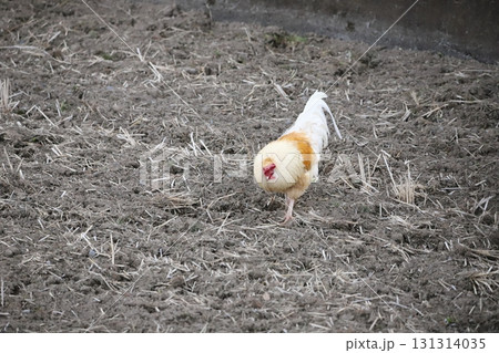 畑を餌を探しながらウロウロしているニワトリ 131314035