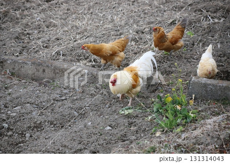 畑をウロウロしているニワトリの群れ 畑をウロウロしているニワトリの群れ 131314043