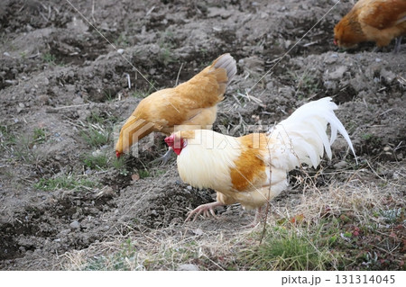 餌を探しながら歩ている鶏 131314045