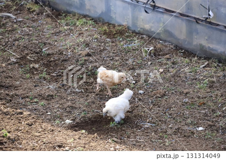 穴を掘っている烏骨鶏と後ろを歩いている鶏の雛 131314049