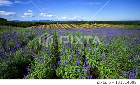 やくらいガーデン快晴の日　宮城県 131314089