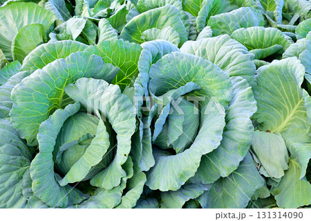 キャベツ畑　赤城高原　昭和村 131314090