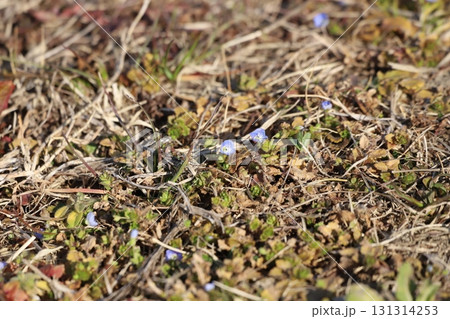 草地に生えるオオイヌノフグリ 131314253