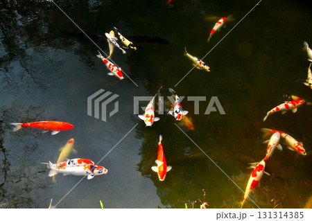 堀の池を泳ぐ綺麗なニシキゴイ 131314385