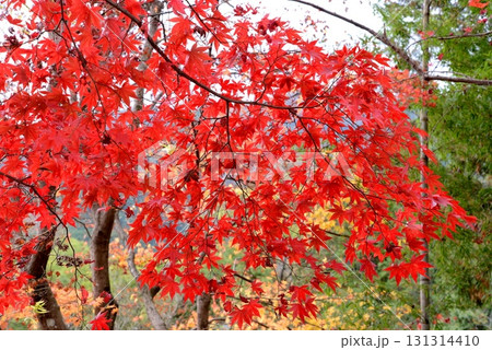 真っ赤な紅葉 131314410