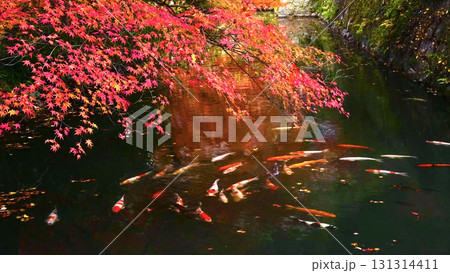 紅葉の下を泳ぐ綺麗な錦鯉 131314411
