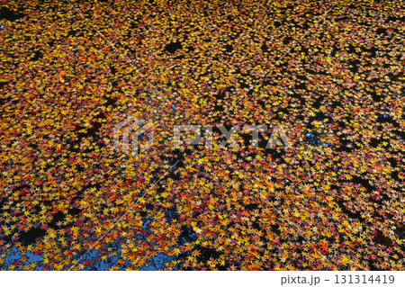 水面に浮かぶ紅葉した綺麗な落ち葉 131314419