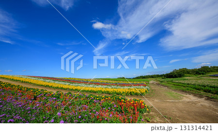 大空と美しい花畑　やくらいガーデン快晴の日　宮城県 131314421