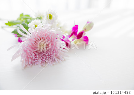 背景用 切り花 菊の花 背景用 切り花 菊の花 131314458